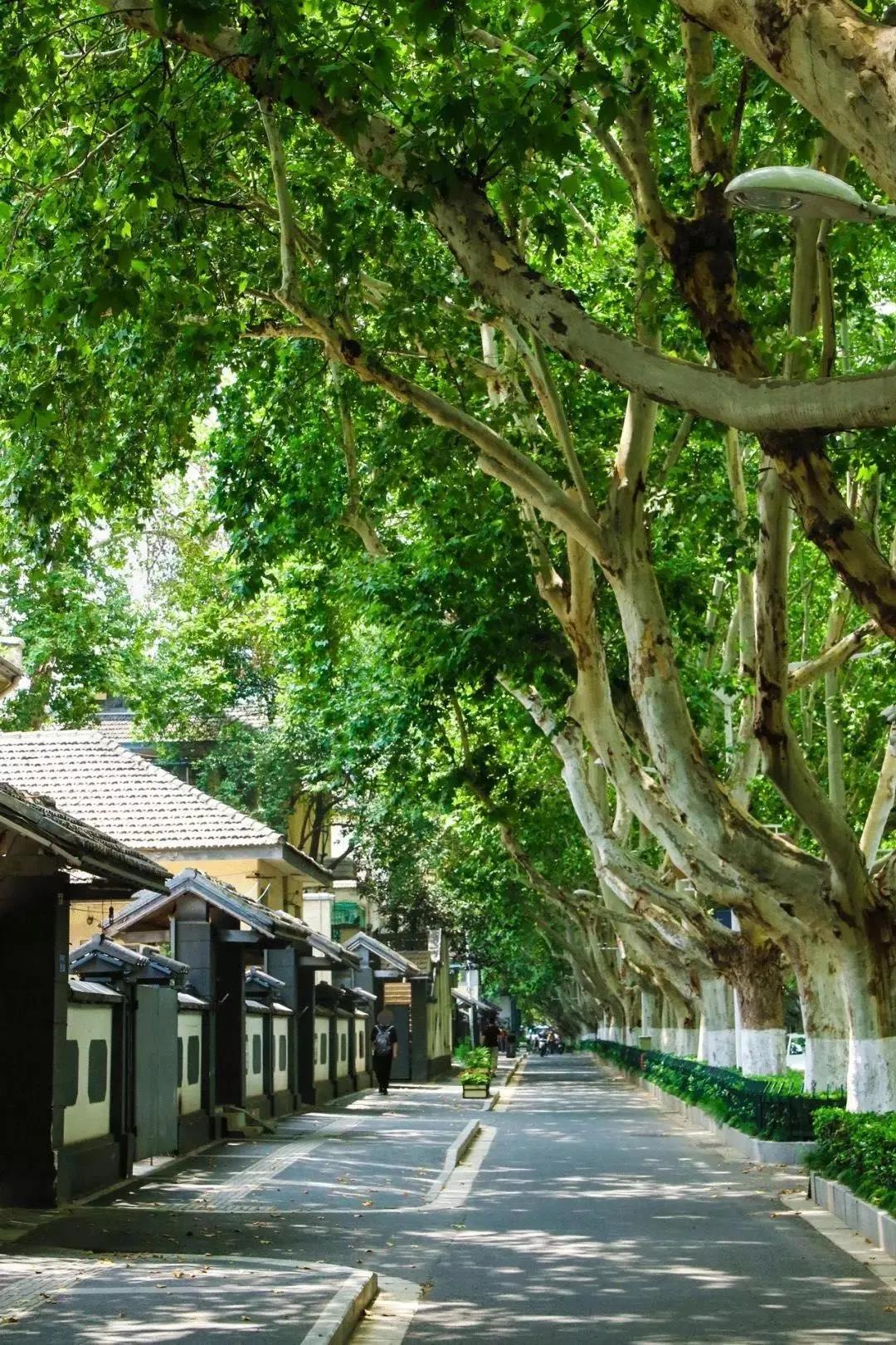 南京的树,似乎以梧桐最为著名,中山东路,陵园路两旁高大的梧桐树,枝叶