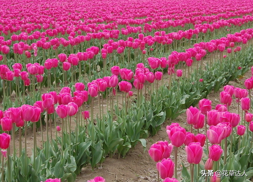 郁金香代表什么意思（不同颜色郁金香的花语介绍）