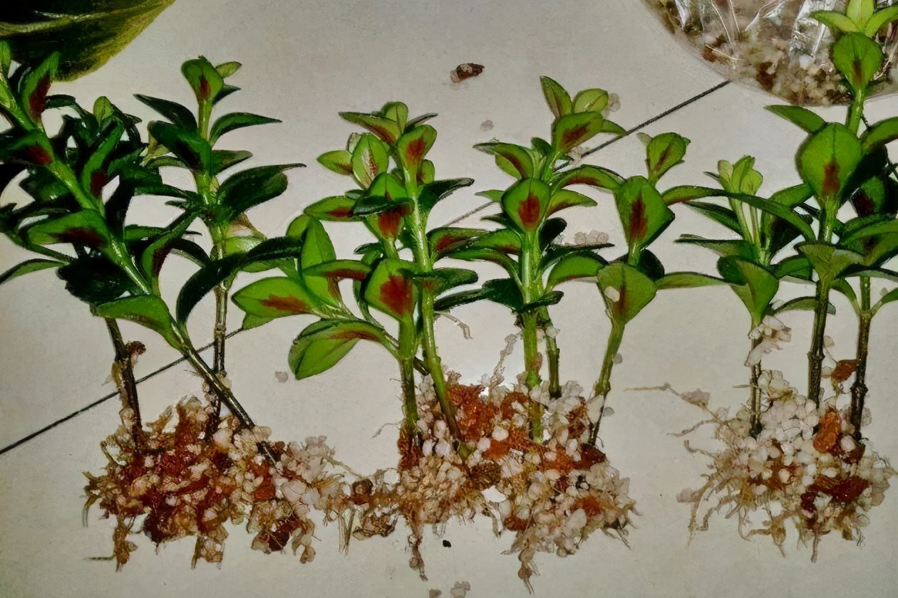 金鱼花怎么养金鱼花怎么扦插