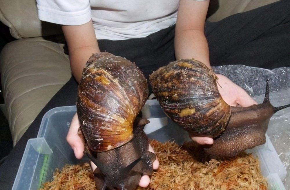 非洲大蜗牛入侵全球，非洲的顶级食材，为何中国吃货不敢下口？