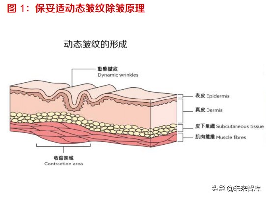 肉毒素行业深度报告：竞争格局向好，看好具有先发优势的龙头