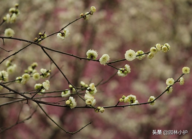 金钱绿萼梅和绿梅的区别（详解二者之间的区别）