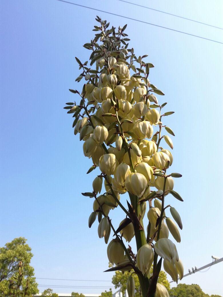 花卉植物有哪些（盘点100种常见花图鉴）