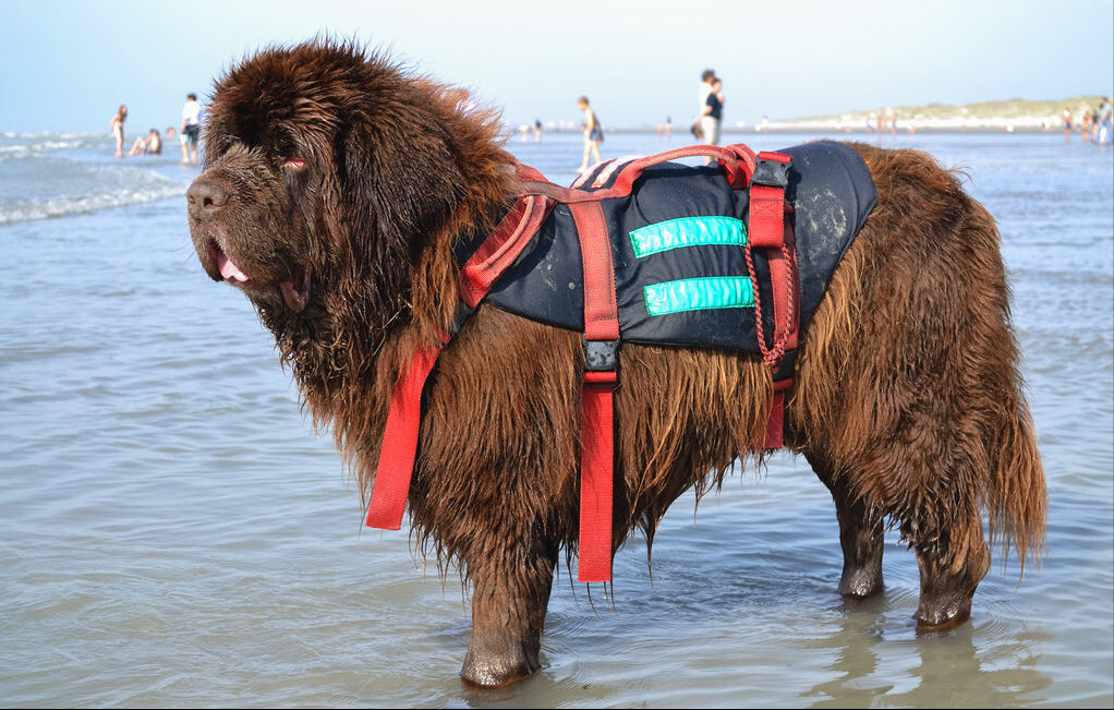 蓝斑犬价格最会游泳的6大狗狗