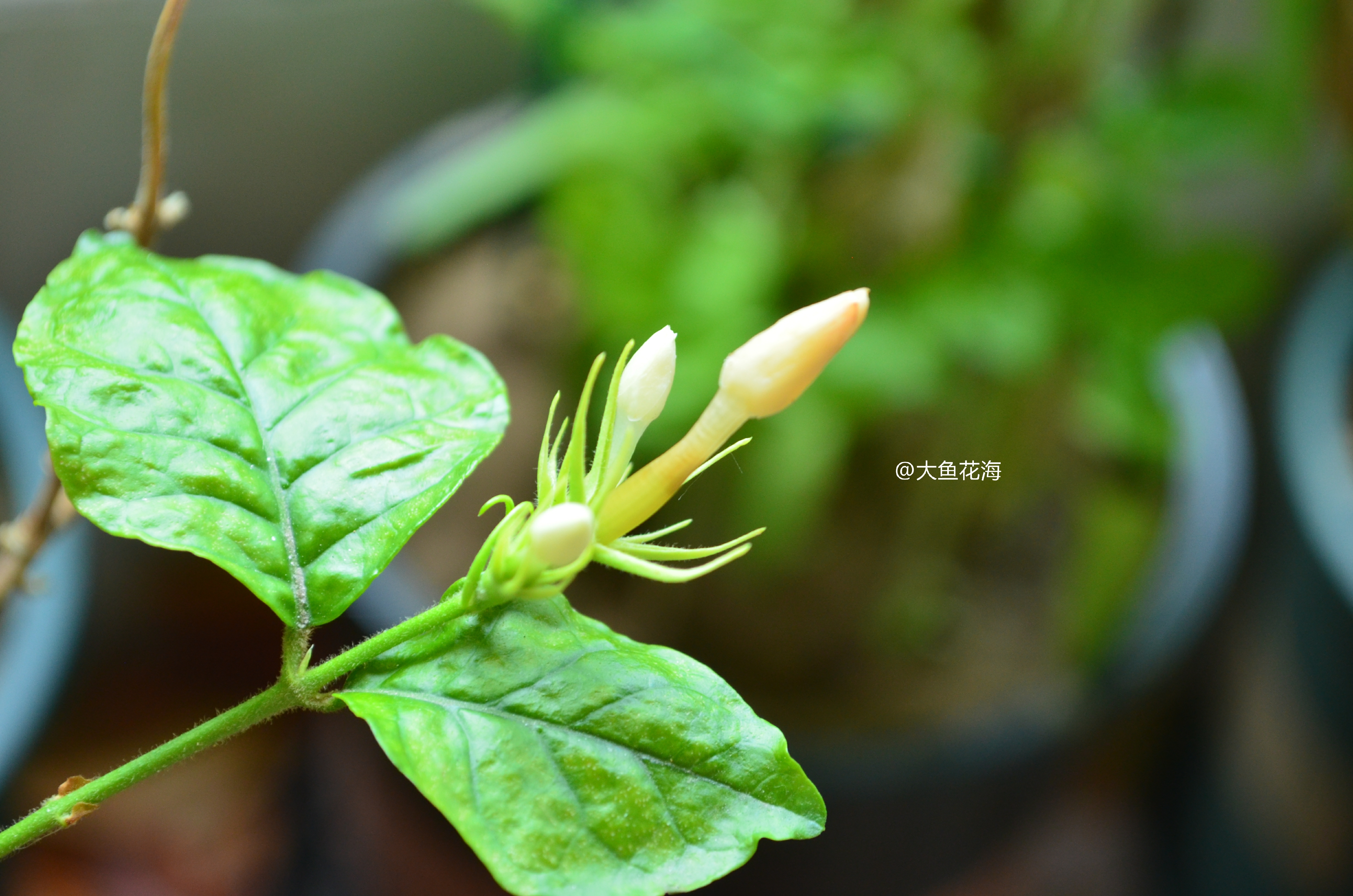 香味最浓花型最美的笔尖茉莉,一颗就能让满园芬芳四溢