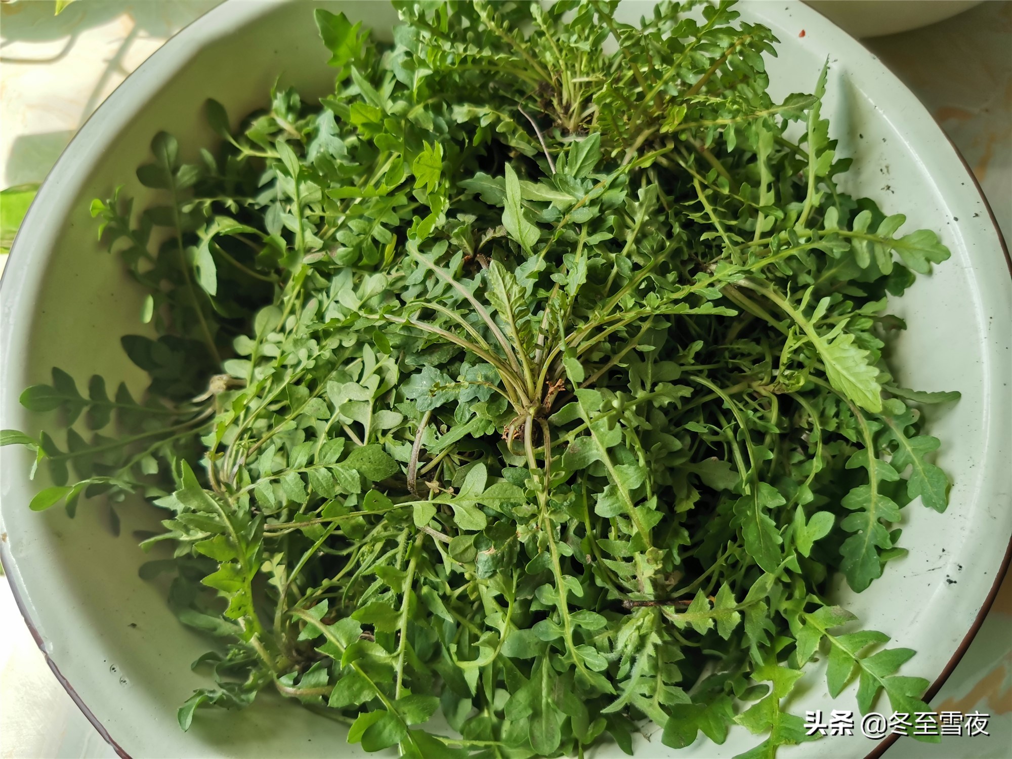 13野辣菜图片(野辣菜图片可以吃吗?营养价值?