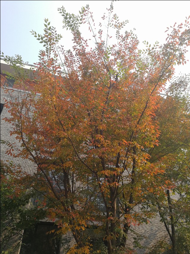 这里不仅有大树、高楼，更有大师——带你参观南京大学仙林校区