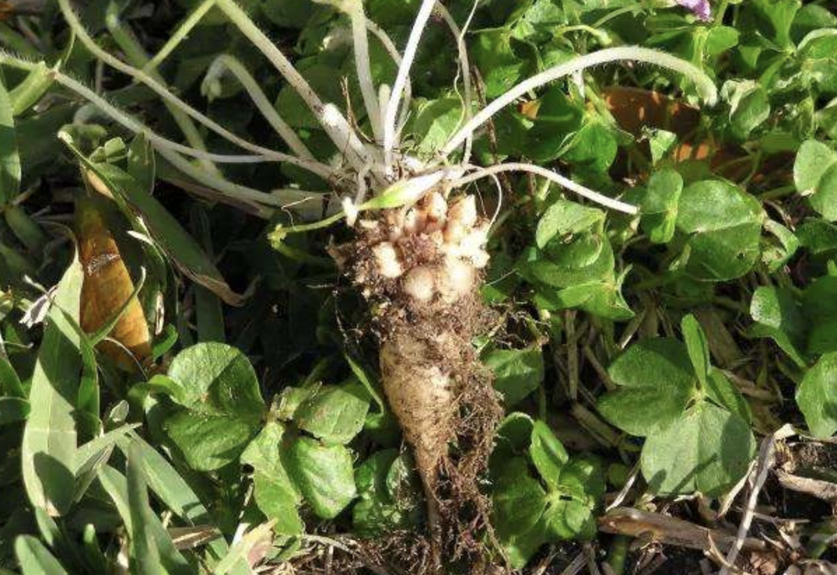 鱼钩草图片(在潮湿的院子里有一种钩钩草请爱惜它)