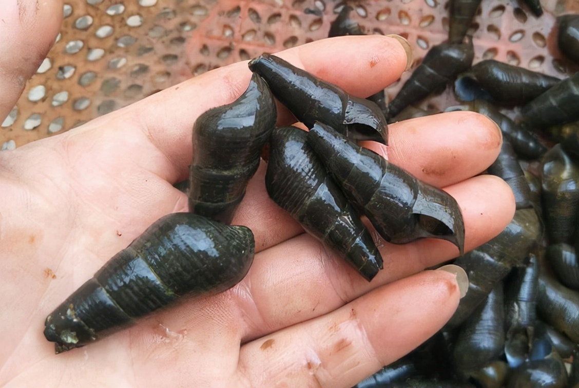 山坑螺:对水质要求高,儿时一晚捡几十斤,如今深山才有38元1斤