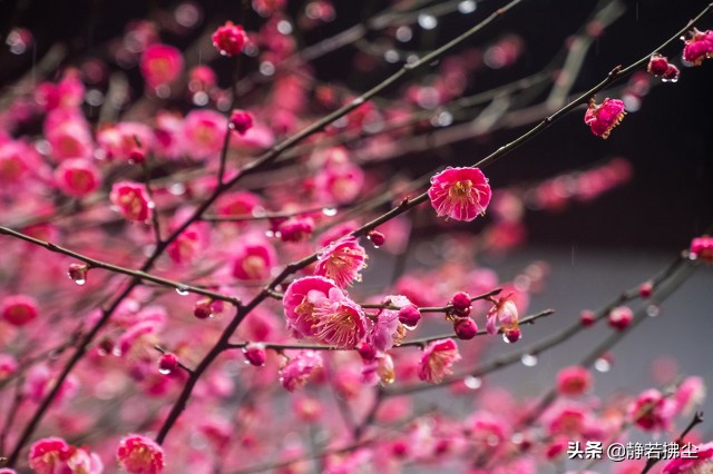 现代微型诗组诗：花系列