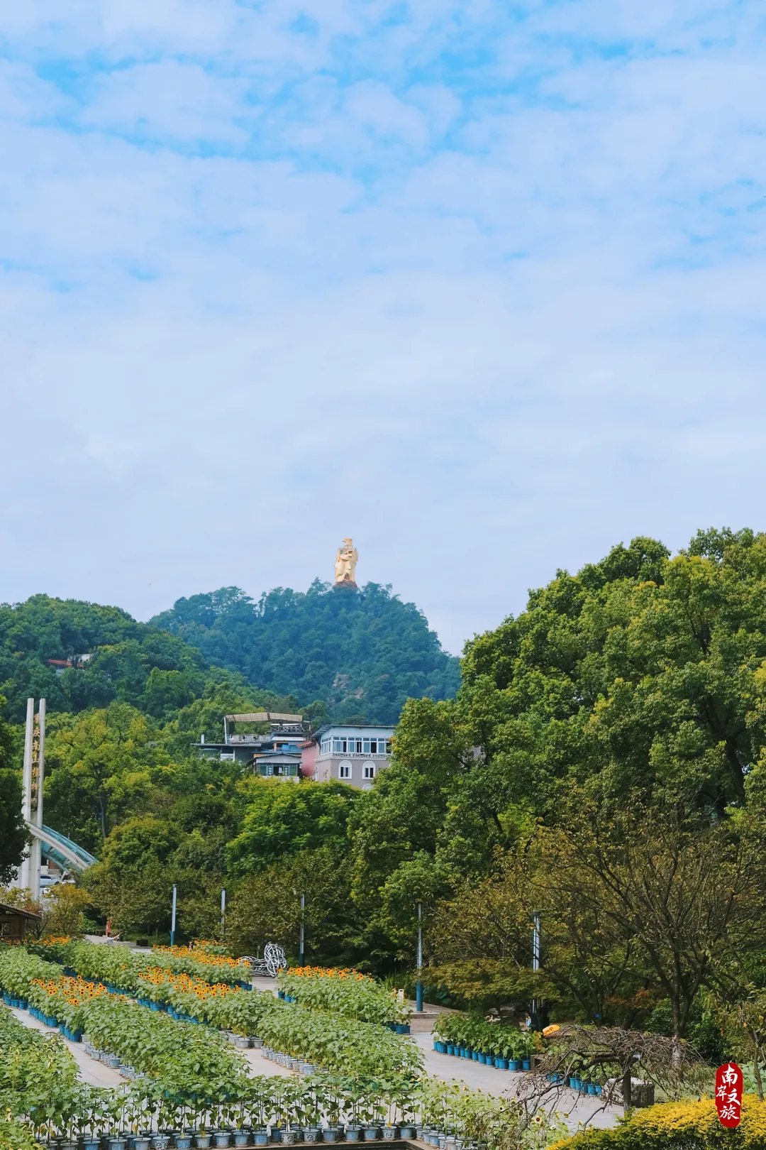 满城桂花香，来南岸细嗅秋天的芬芳