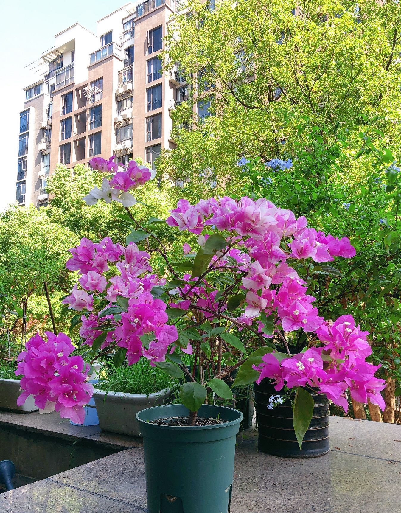 红芯樱花三角梅怎么养比较好图文