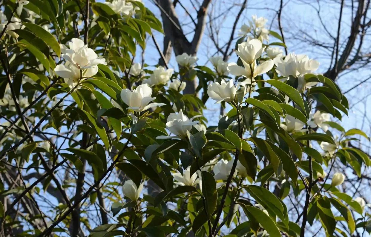 玉兰花花期（正确管理玉兰花的开花时间技巧分享）