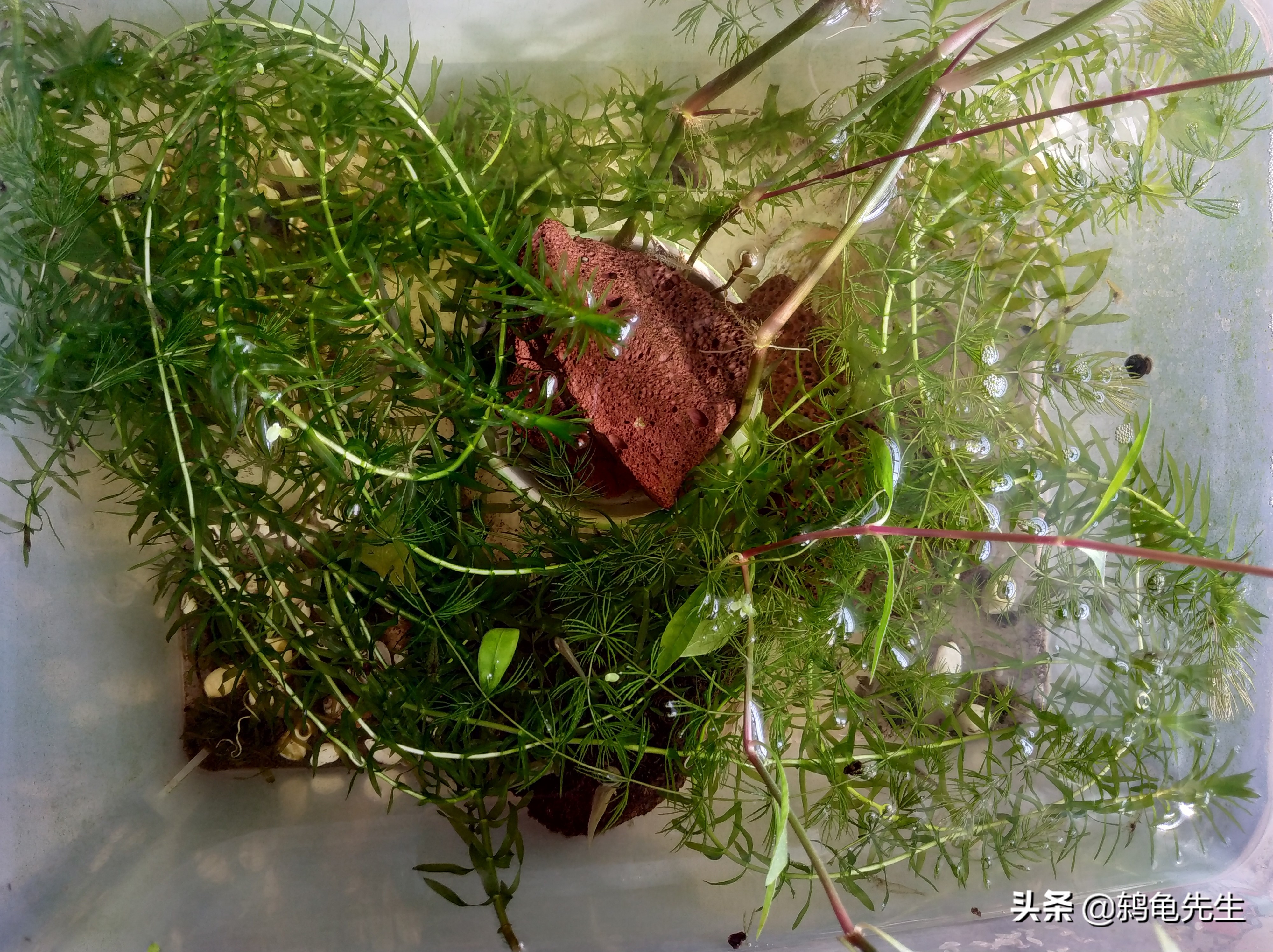 鱼缸中净化水质的河蚌为何总死？这是方法不对，套缸饲养简单方便