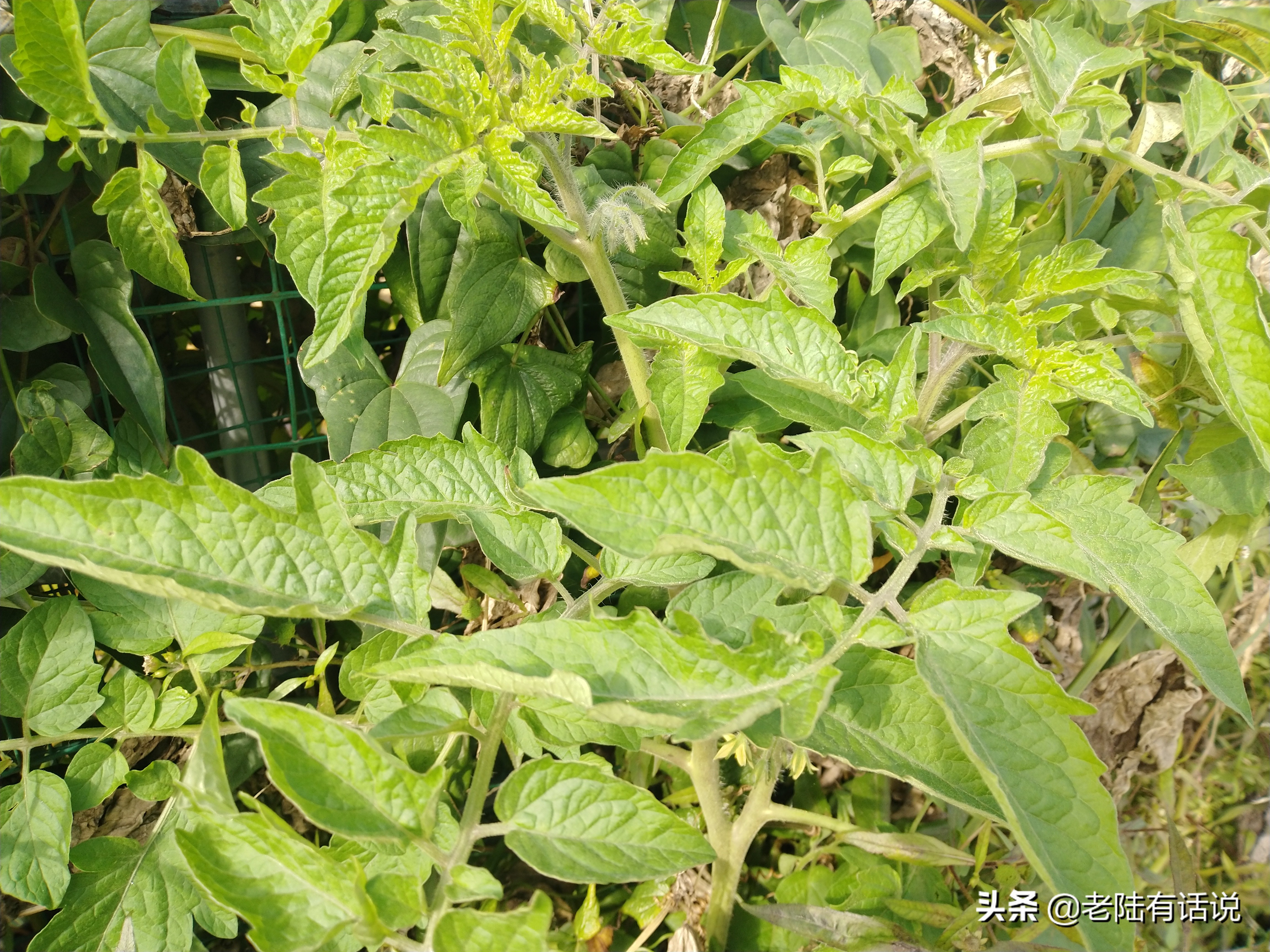 我的城市小菜园，我的田园之梦，金秋收获绿色食品