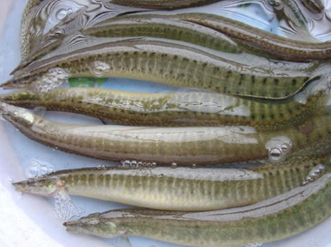 刀鳅鱼的营养价值图片