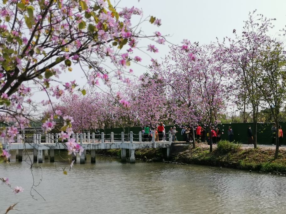 浓烈芬芳  春风十里赏花路  徜徉在广州海珠湿地的花海之中