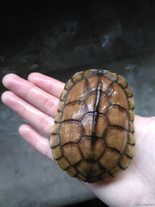 发现野生石龟要怎么养小技巧精心整理