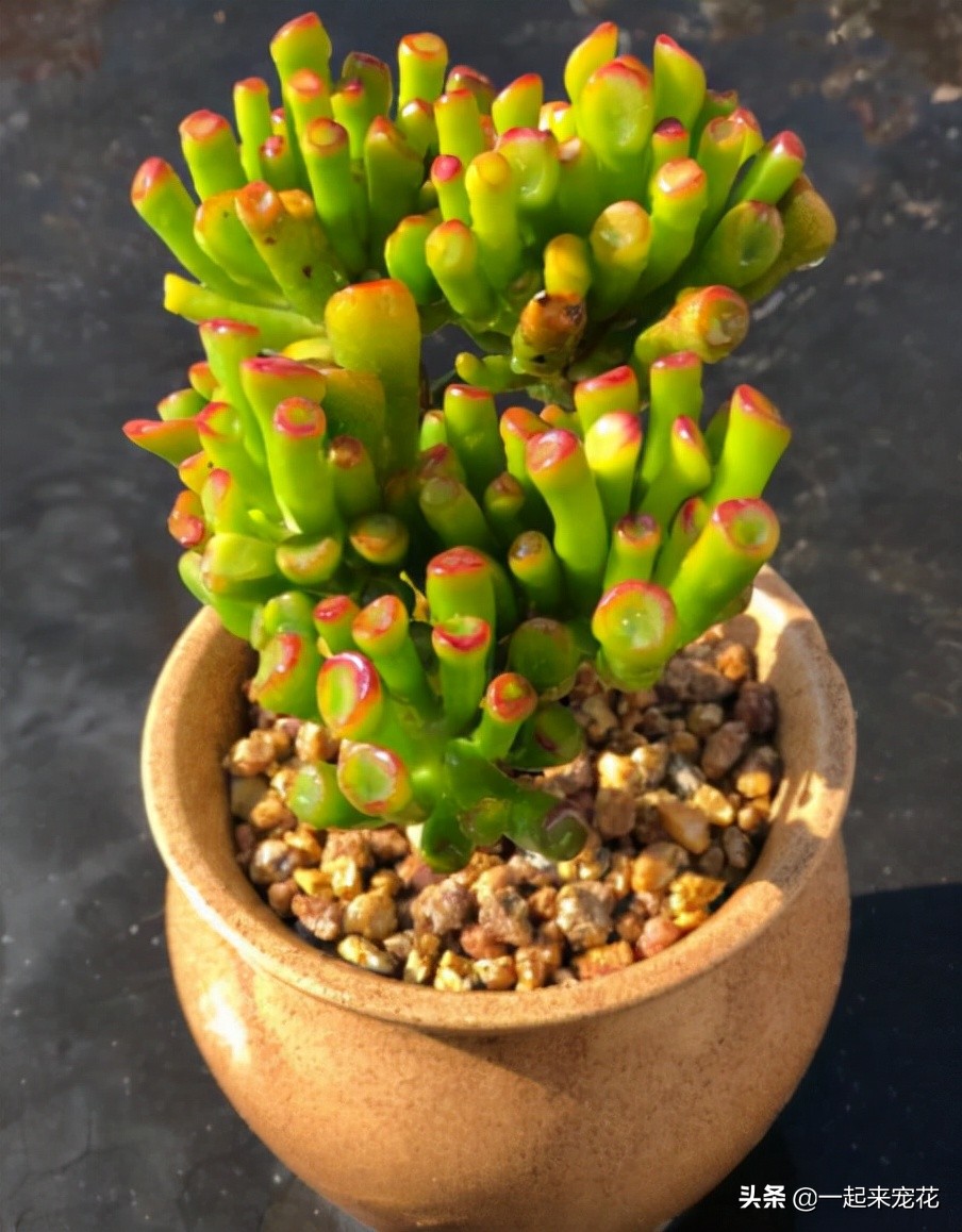 吸财树的养殖方法和注意事项(多肉吸财树怎么叶插)