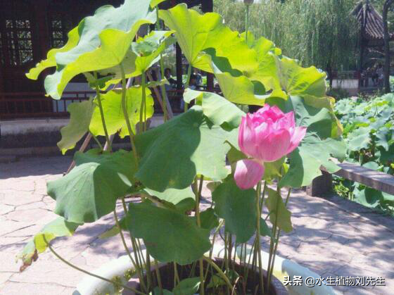 莲子种子怎么种植（​用莲子种荷花详细步骤分享）