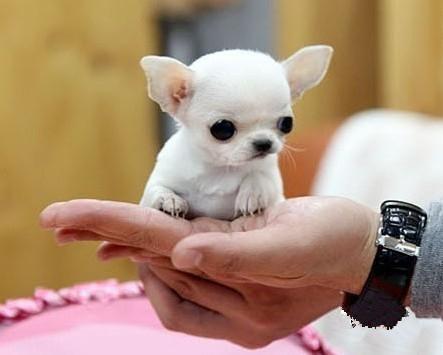 最小的狗狗是什么品种（盘点世界上最小的狗狗排行榜）