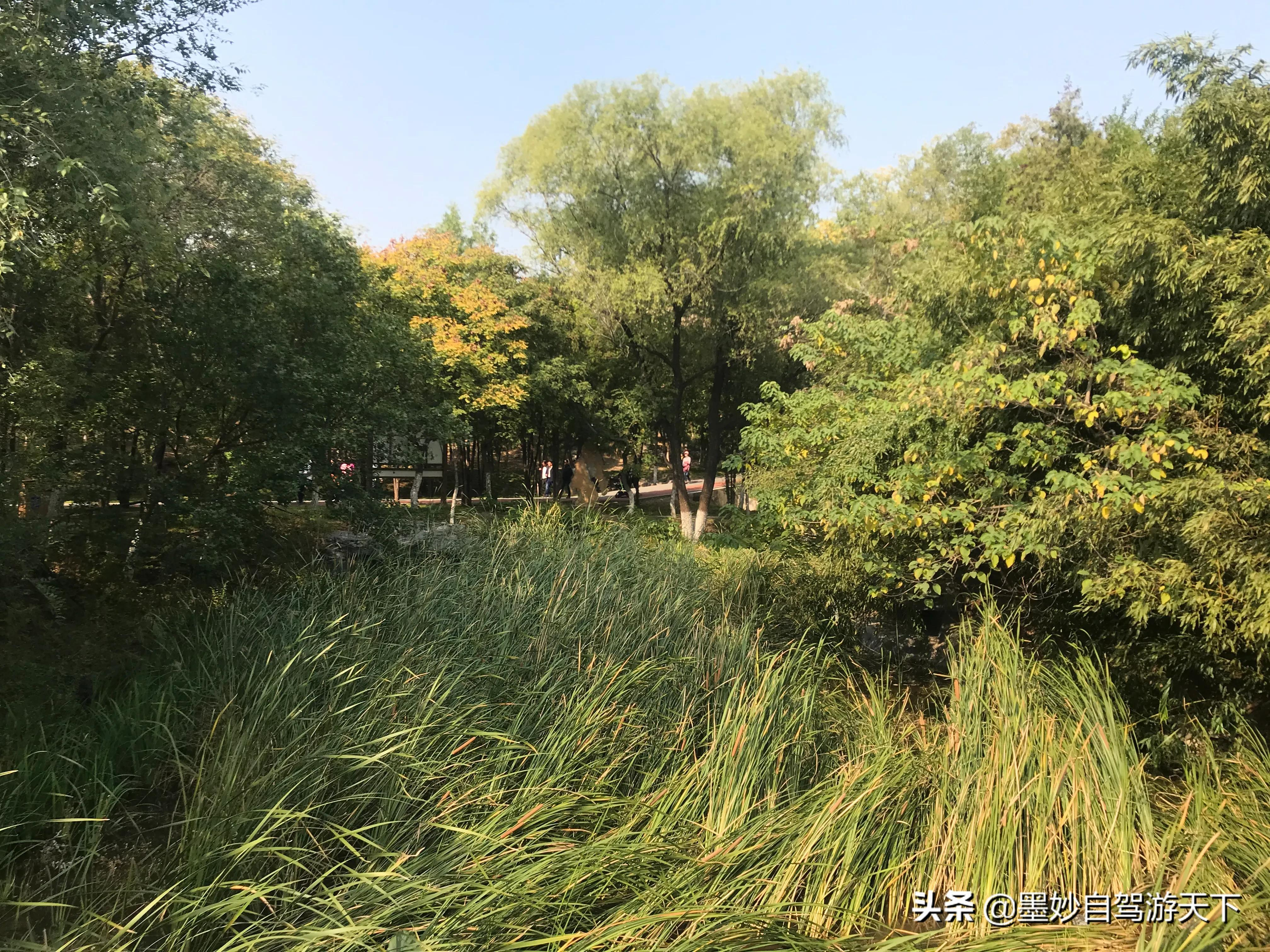 不出京城到江南｜北京市内交通便利的森林公园，端午洗肺好去处