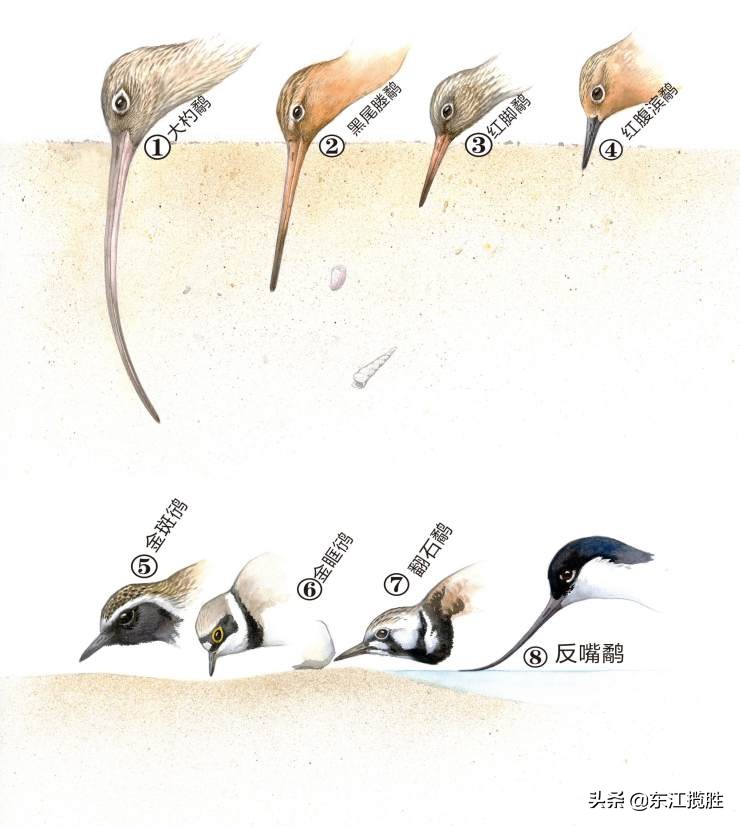 禽類有哪些,禽類有哪些動物