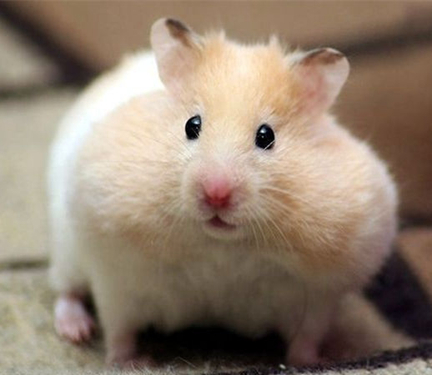 贪吃仓鼠胖成球(仓鼠胖成球了怎么办) - 趣味头条