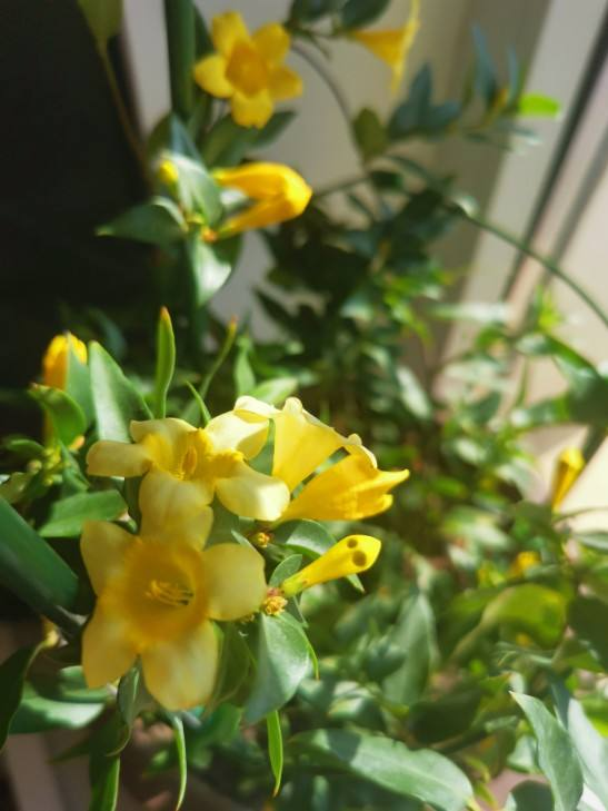 香味怡人的法国香水花，开花通体金黄色，一年能开上百天