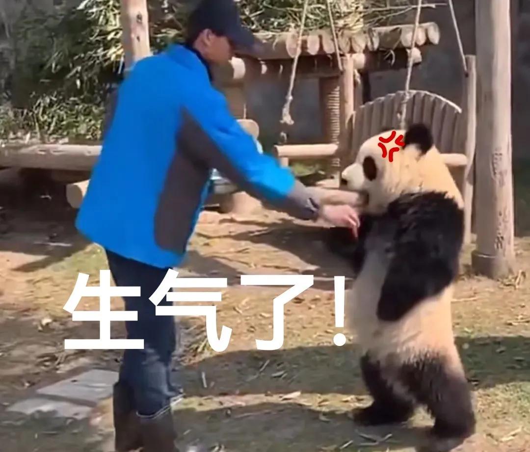 养熊猫读什么专业？来川农大就对了