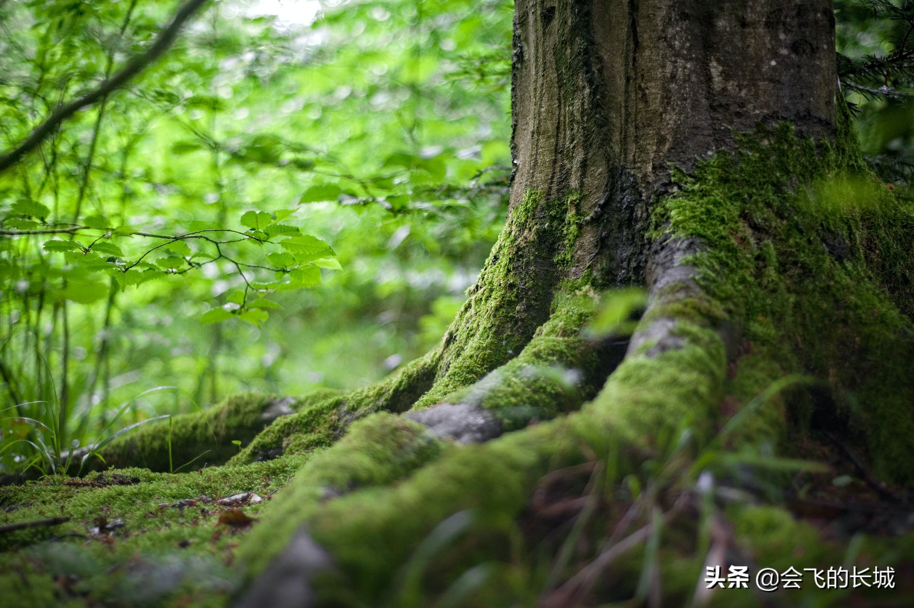 长城非一日之功，诺贝尔奖得主的十句箴言，道尽坚持与智慧的真谛。
