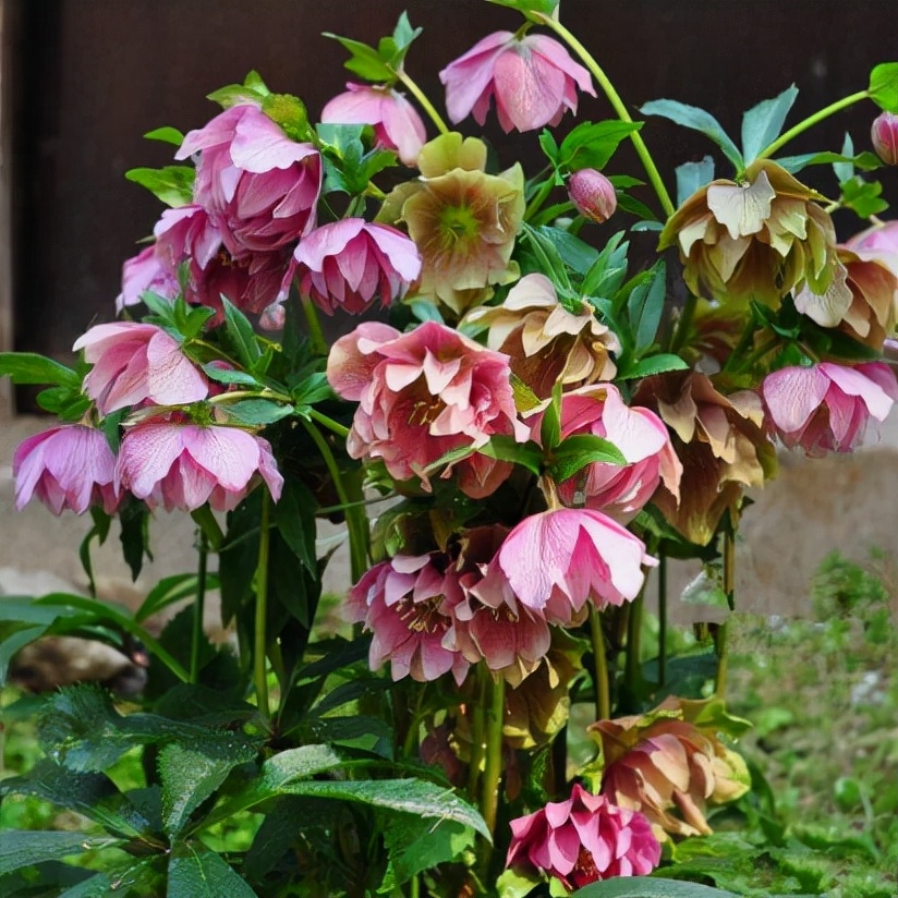 6种“喜冷花”，冬天也能开得“姹紫嫣红”，喜欢建议养一盆