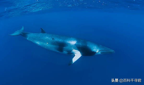 须鲸的种类有哪些？来详细了解一下这种巨大而温和的海洋哺乳动物