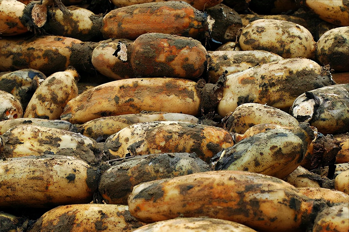 4,湖北浠水(巴河莲藕)