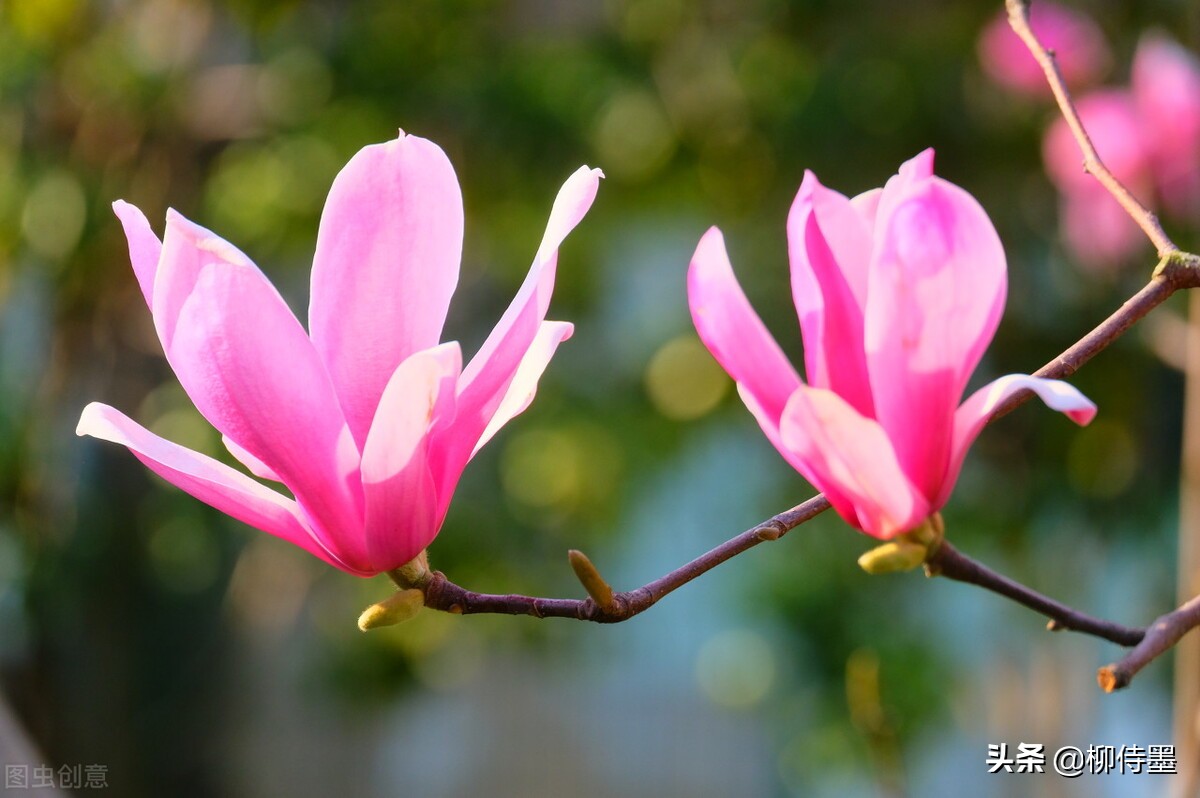 点评20张玉兰花照片,注意9个拍摄瑕疵,摄影作品可更完美