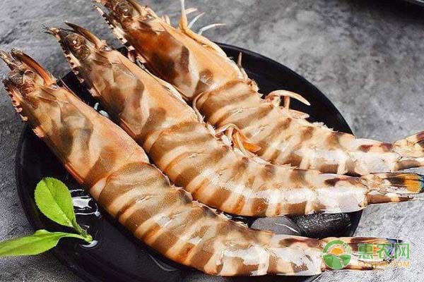 这种海虾深受我国沿海食客喜爱，原产自日本，市场可卖50元一斤