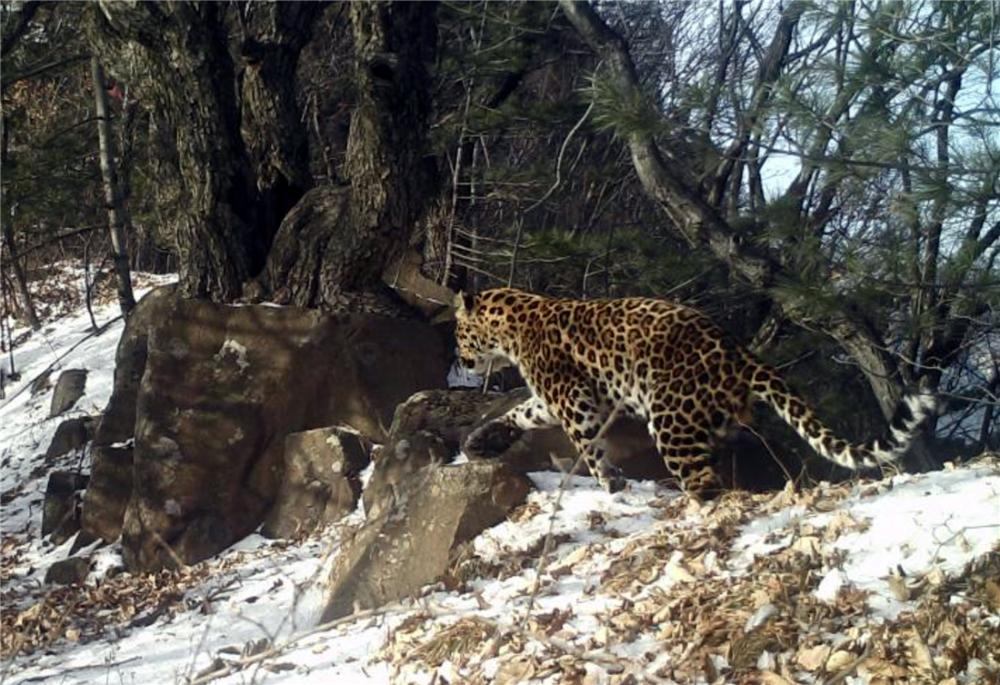 华北豹频频现身，为何仍难以控制当地野猪？豹子能打得过野猪吗？