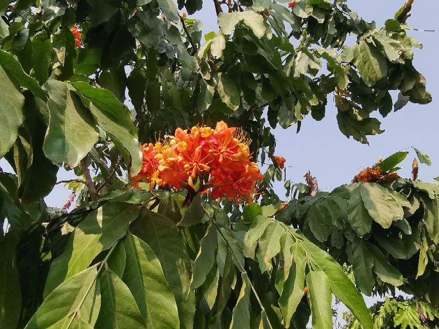 浓烈芬芳  春风十里赏花路  徜徉在广州海珠湿地的花海之中
