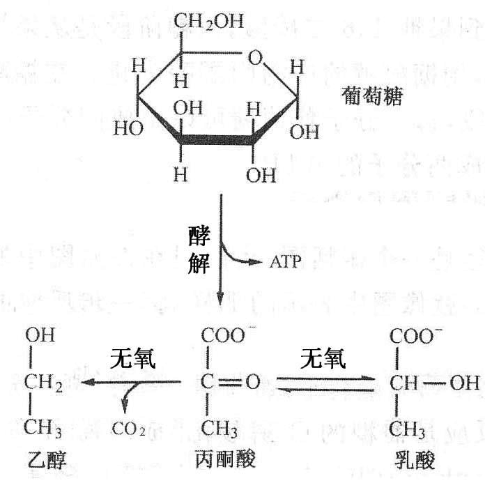 无氧系统