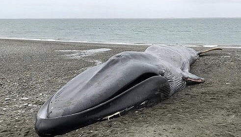 鲸鱼的体重大约多少吨(深海王者) 