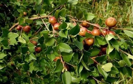 油茶种植栽培技术（油茶树种植技术及管理须知）