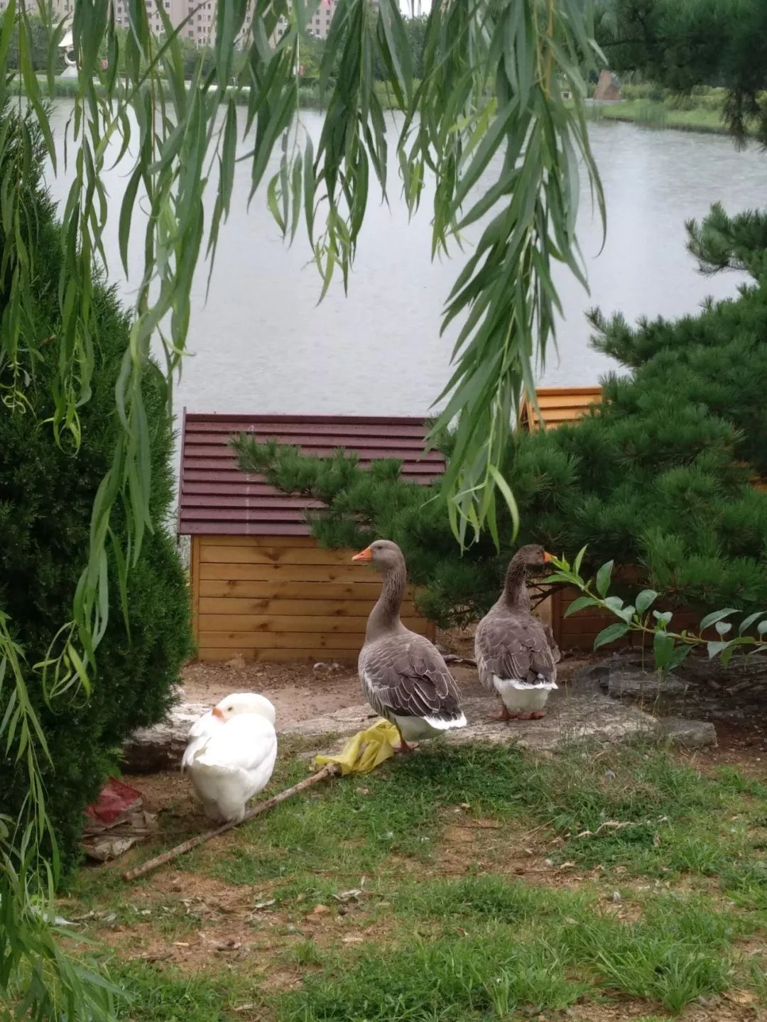 神奇动物在哪里？这些大工校园里的神奇动物你们见过哪些呢？