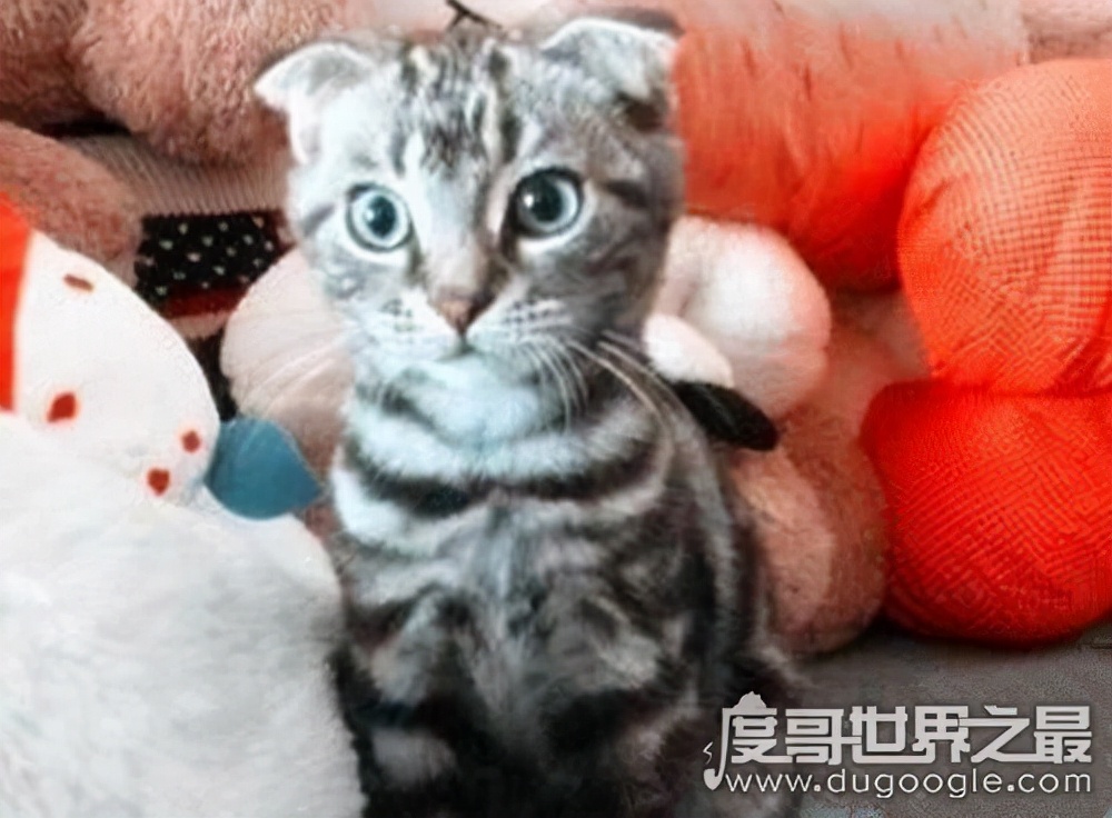 世界上最小的猫，皮堡斯获吉尼斯纪录认证(体重只有3个鸡蛋重)