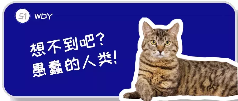 一只狸花猫在国外能卖上万元,你还觉得中华田园猫不值钱吗?