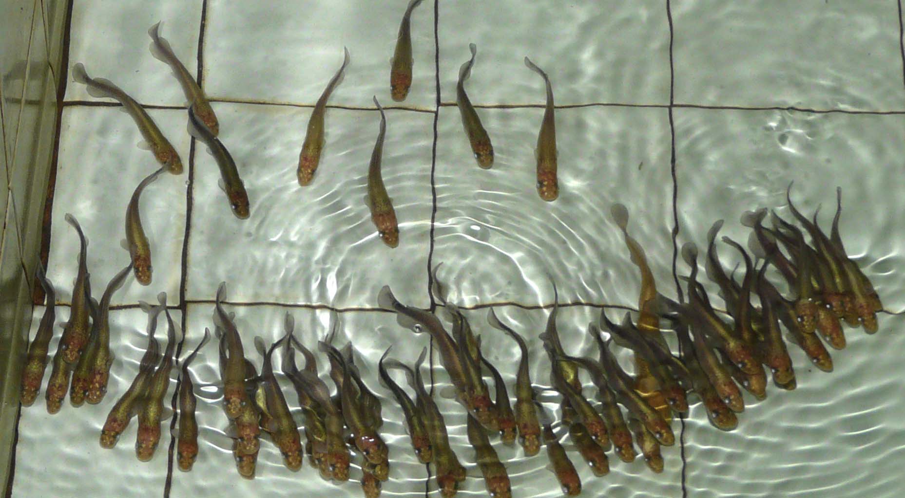 亚马逊胆大包天鱼，看见有人马上凑过来送死，因此差点绝种