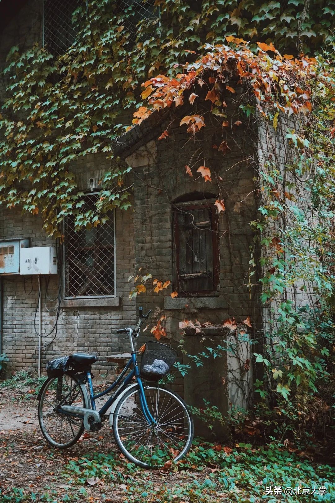 独家限定！北大赏秋地图来了