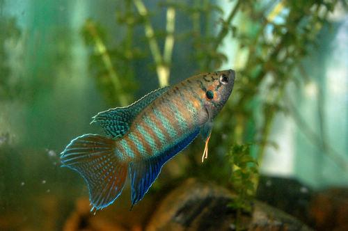 凶狠毒辣的小鱼---菩萨鱼