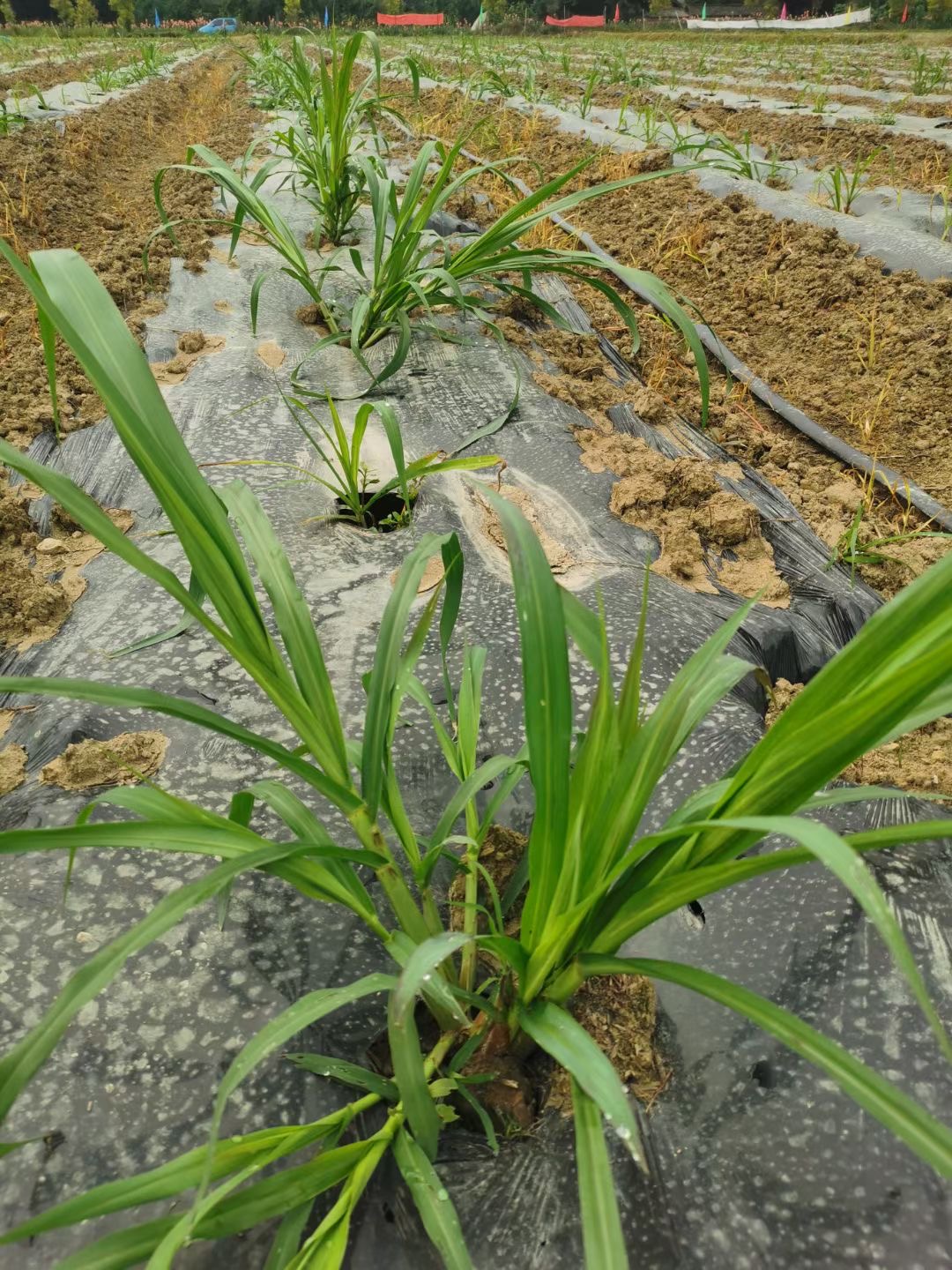 牧草不能随便种，选品很关键，猪牛羊爱吃的“军粮一号”可以试试