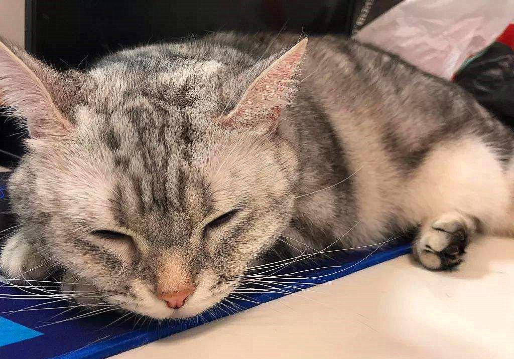 猫咪打呼并非睡眠质量高，还有感染疾病的可能，主人应提高警惕