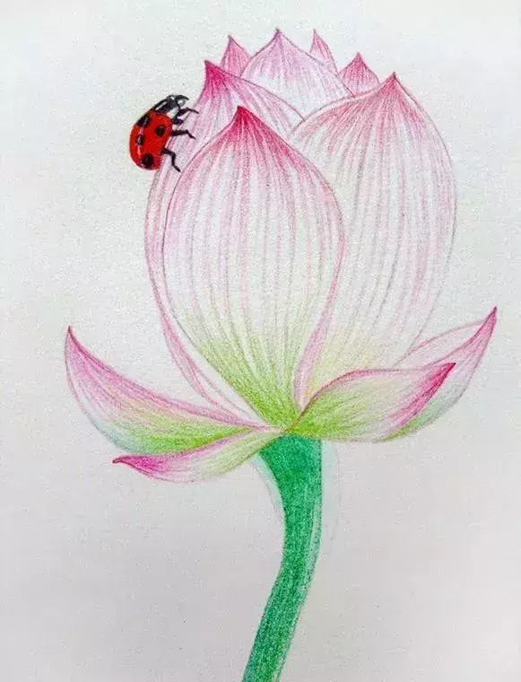 绘画~彩铅丨画一朵含苞待放的荷花